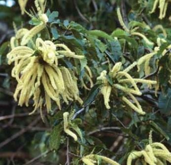 Photo of American chestnut