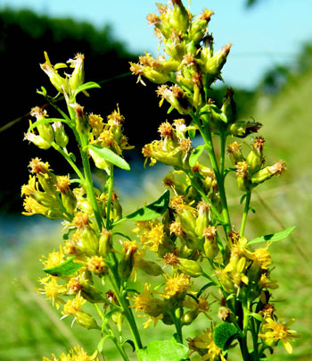 colour photo of Showy Goldenrod.