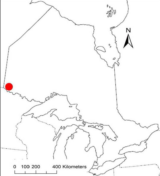 map of the historical and current distribution of Showy Goldenrod Boreal population in Ontario.