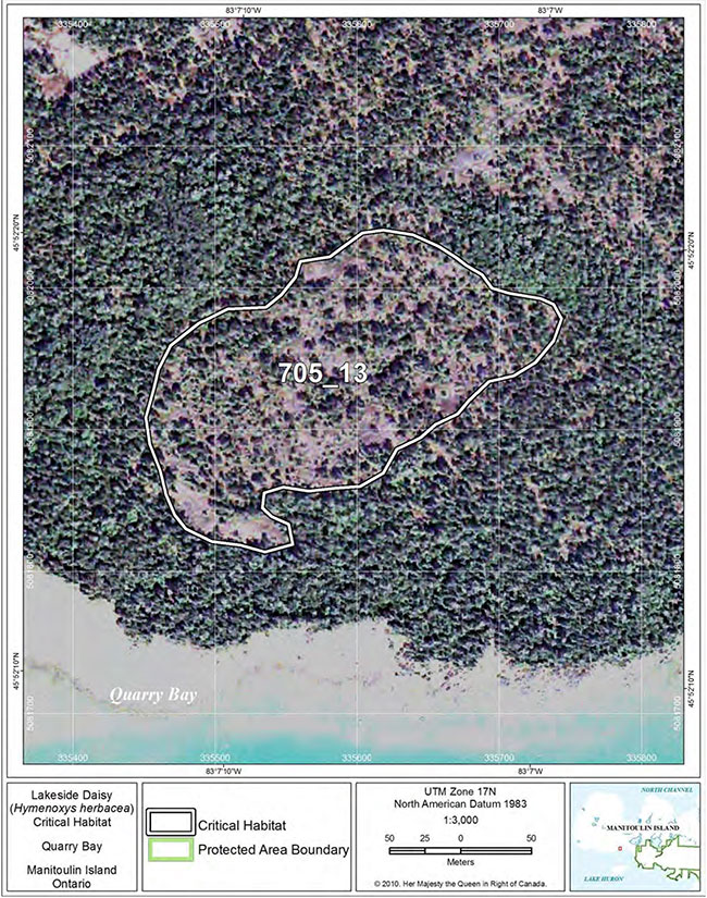 Fine-scale map of Lakeside Daisy critical habitat parcel 13 on Manitoulin Island.