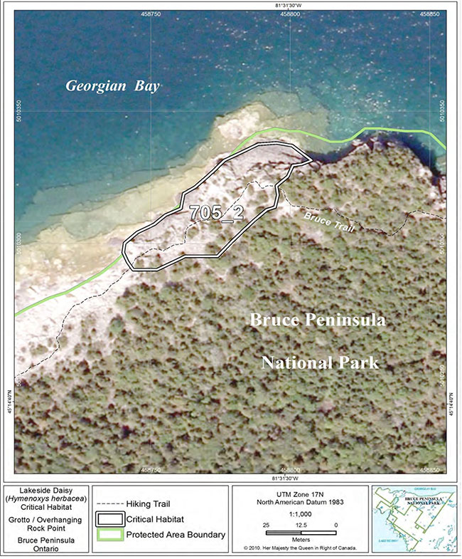 Fine-scale map of Lakeside Daisy critical habitat parcel 2 on the northern Bruce Peninsula.
