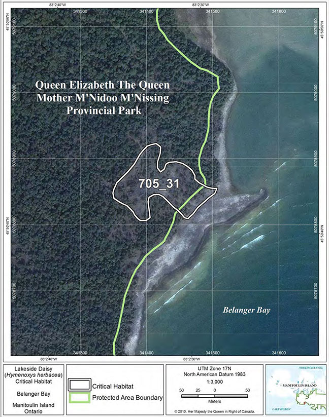 Fine-scale map of Lakeside Daisy critical habitat parcel 31 on Manitoulin Island.