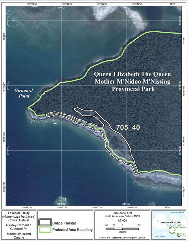 Fine-scale map of Lakeside Daisy critical habitat parcel 40 on Manitoulin Island.
