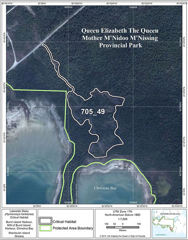 Fine-scale map of Lakeside Daisy critical habitat parcel 49 on Manitoulin Island.