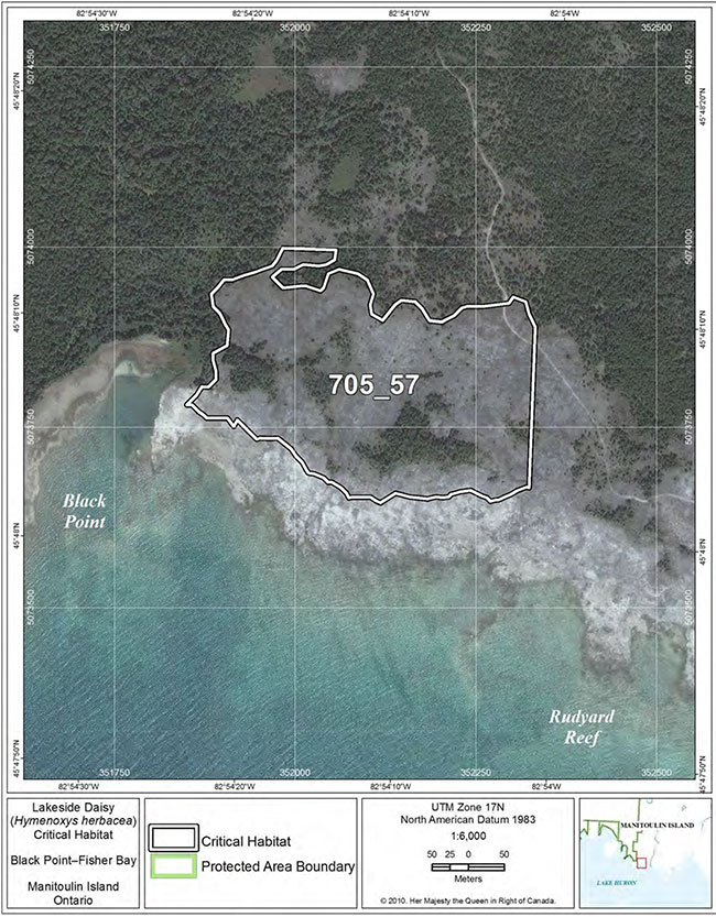 Fine-scale map of Lakeside Daisy critical habitat parcel 57 on Manitoulin Island.