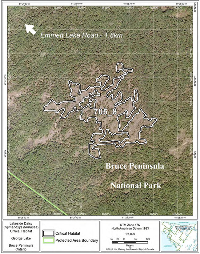 Fine-scale map of Lakeside Daisy critical habitat parcel 8 on the northern Bruce Peninsula.