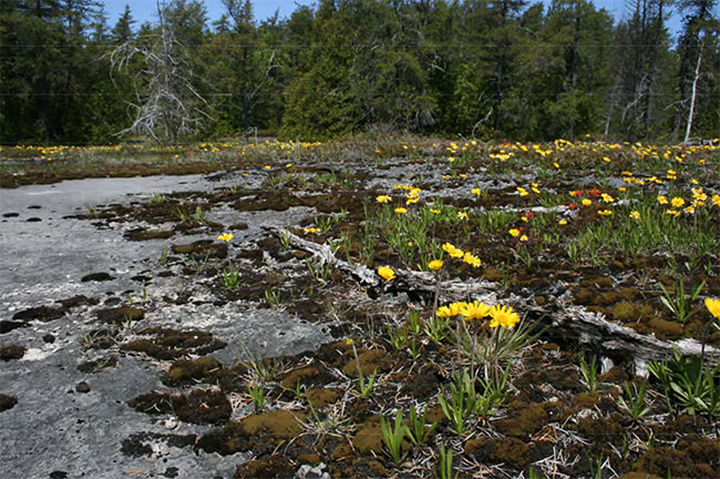 Photo shows Alvar at Ontario Nature’s Bruce Alvar Nature Reserve with Lakeside Daisy in the Foreground.
