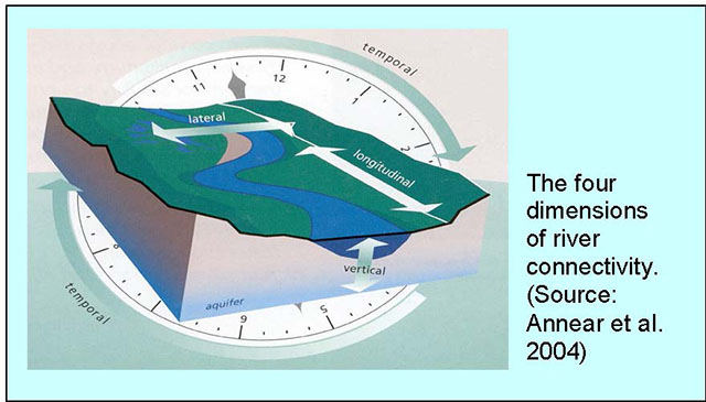 A graphic of the four dimensions of river connectivity