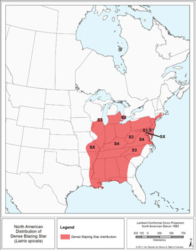 Figure 1 shows the North American distribution of the Dense Blazing Star which is concentrated in the eastern United States and up to southern Ontario. The subnational (S) rank (based on NatureServe) is also presented for each province/state where the species occurs.