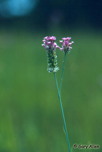 Photo of Pink Milkwort