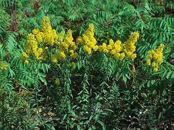 Photo of Showy Goldenrod – Great Lakes Plains population