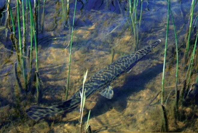 Photo of the Spotted Gar (Lepisosteus oculatus) in its natural habitat 