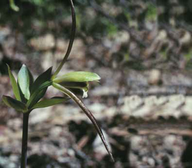 Photo of a Large Whorled Pegonia.