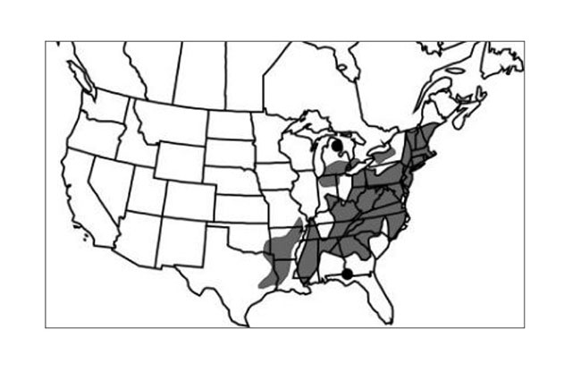 Map of the global distribution of Large Whorled Pogonia in North America, which shows that the species' distribution includes areas of southwestern Ontario.