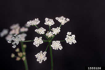 This is a photo of the Wild Chervil