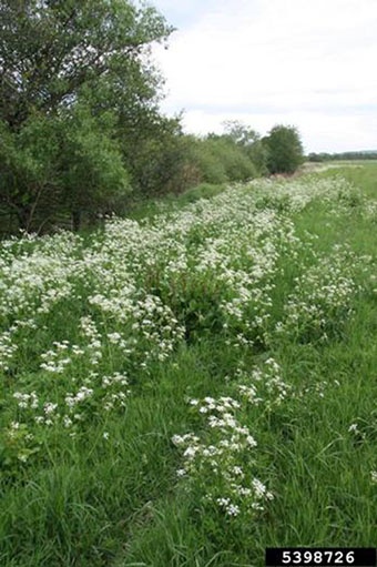 This is a photo of the Wild Chervil