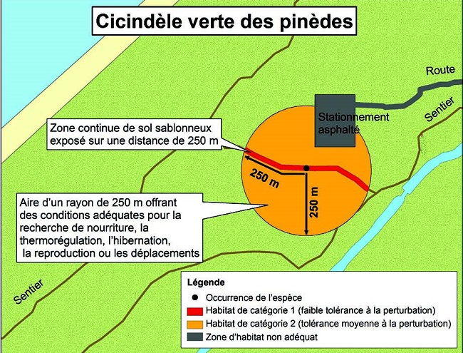 Diagramme servant d’exemple d’application du règlement sur l’habitation de la cicindèle verte des pinèdes. Il illustre la catégorisation d’habitat décrite dans ce document.