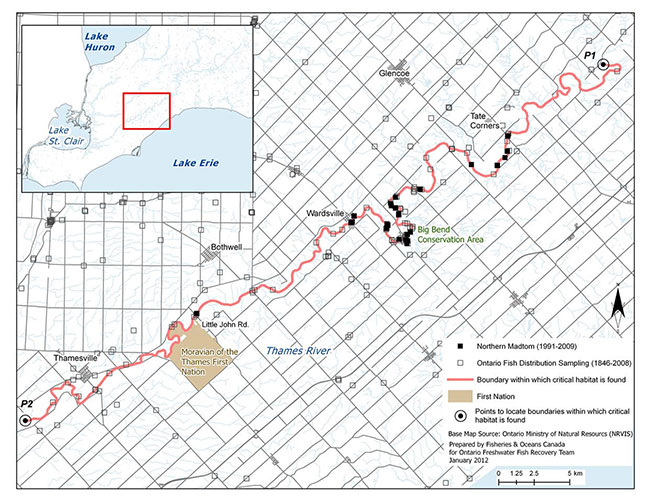 This map indicates critical habitat identified for the Northern Madtom within the Thames River.
