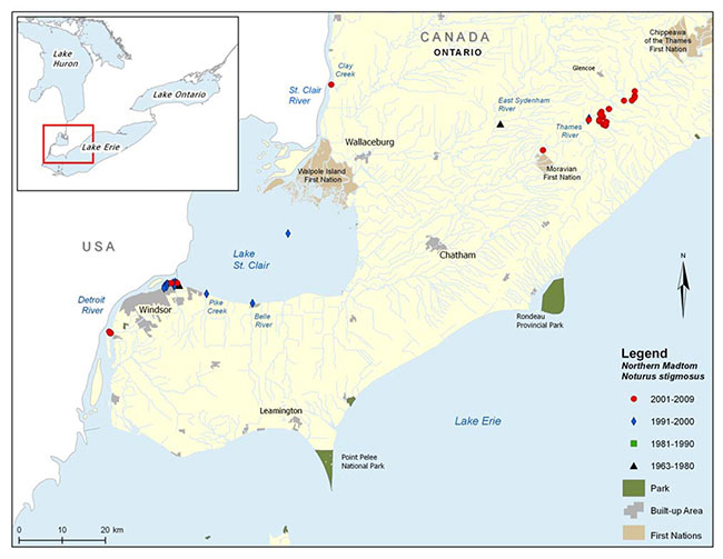 This map shows the Canadian range of the Northern Madtom in Ontario from 1963-2009. Note that the figure does not include a recently confirmed historical record from the East Sydenham River taken in 1929.