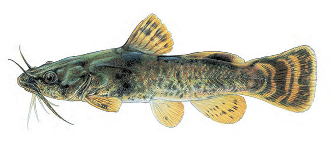 This is an illustration of the Northern Madtom (Noturus stigmosus) in Ontario