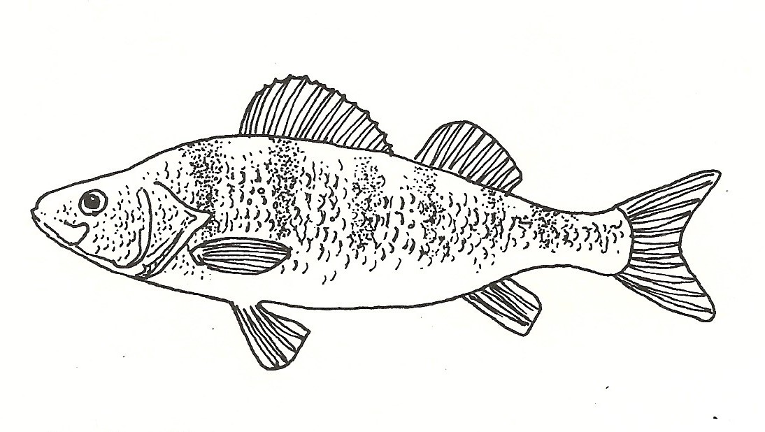 A sketch of a Yellow Perch