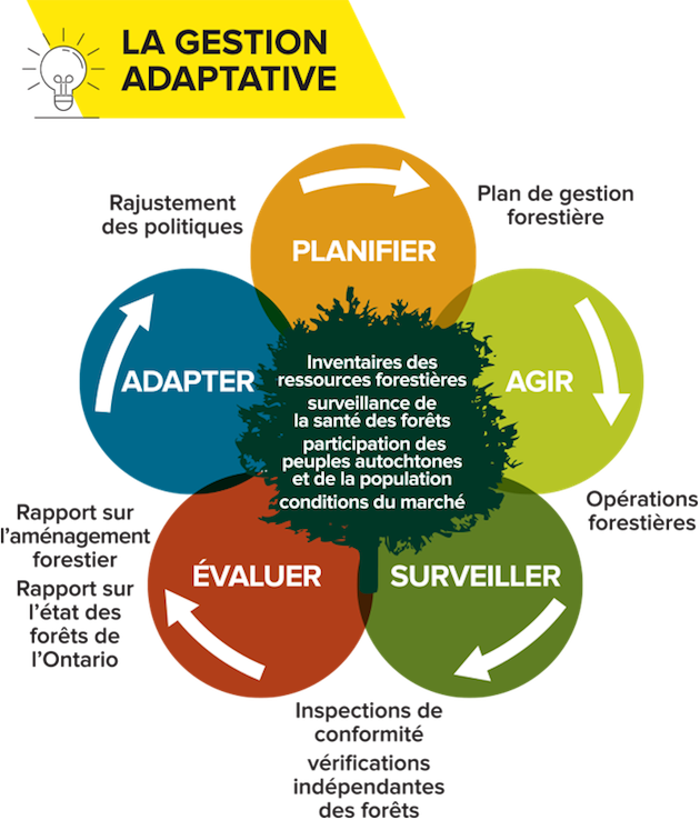 Le cycle adaptatif de gestion forestière