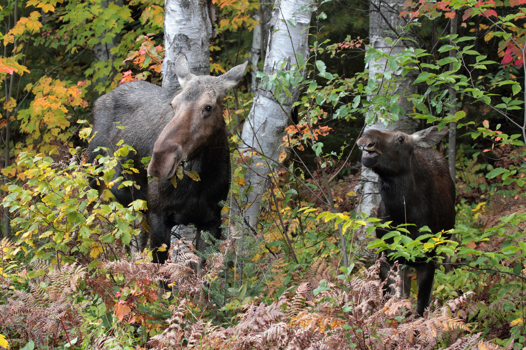 photo of a moose cow and moose calf eating shrubs in a forest.
