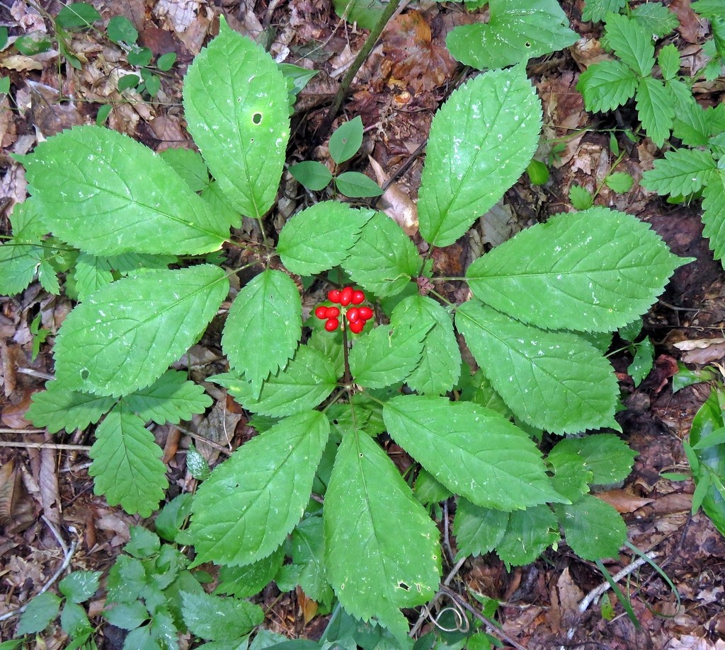 Photo of American Ginseng