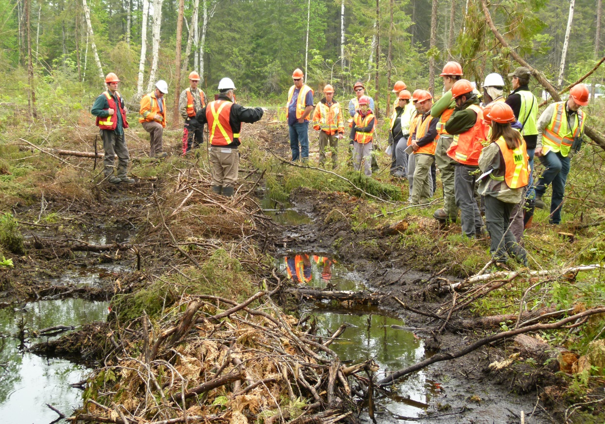 Photo showing staff in the forest for technical field training