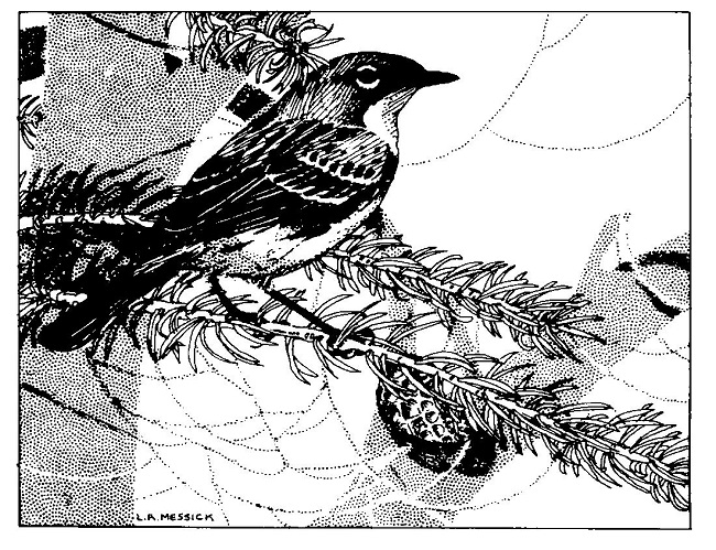 Illustration of a Kirtland’s Warbler.