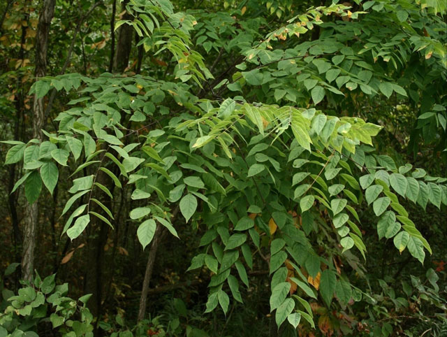 colour photo of a Kentucky Coffee tree.