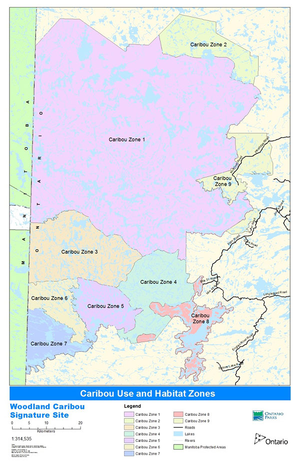 Caribou Zone 1 can be generally described as the central and northern sections of the Woodland Caribou Signature Site and at the southern extent of the Berens Caribou Range. It is contiguous from the Ontario\Manitoba Provincial boundary in the west to the eastern boundary of the signature site. Providing important summer habitat, Caribou Zone 1 is not considered a high use winter area at this time although some animals are known to use the northwest corner as well as the centre of this zone. Also passing through this zone are the Gammon and Bloodvein Rivers, which are associated with deeper soils with a greater mixed wood content adjacent to the rivers. Forest cover in this zone is a result of a larger fire in the 1940's (western portion) and a large fire in the 1970's (eastern portion).
Caribou Zone 2 is found in the extreme northeast corner of the signature site and is adjacent to the Whitefeather Forest. This area is highly used by caribou in winter in conjunction with similar habitat in the adjoining Whitefeather Forest. As forest resources are harvested in the Whitefeather Forest to the east it is anticipated that this area will maintain its importance for wintering caribou. This zone is considered as year round habitat as animals regularly calve and raise their calves here not having to travel far from their wintering area. Evidence also shows that caribou wintering in this zone may travel as far as Nungesser and Trout Lakes approximately 50 and 70 kms respectively to the east.
Caribou Zone 3 is found immediately south of Caribou Zone 1 and is also adjacent to the Ontario/Manitoba Provincial boundary. Zone 3 extends about halfway across the breadth of the signature site where it connects with Caribou Zone 4. Caribou Zone 3 is used in both summer and winter and contains calving evidence on its irregularly shaped lakes and shorelines. The creation of Caribou Zone 3 considers similar habitat found in Manitoba. Habitat in this zone is described as patchy due to its past fire history. It is important to employ full fire suppression here to maintain winter habitat quantity until habitat quality in Caribou Zone 1 becomes usable.
Caribou Zone 4 found east of Caribou Zone 3 is considered prime winter habitat for perhaps the next 50 years unless disturbed. Caribou which calve outside of the signature site in the Kenora and Whiskey Jack Forests appear to be dependent on this zone for their winter use. The importance of this area cannot be understated when it comes to the maintaining north south movement of woodland caribou and re-establishing use at the southern extent of the regional woodland caribou distribution line.
Zone 5 is found in the central southern area of the signature site bounded by Caribou Zone 3 to the north, Caribou Zone 4 to the east and Caribou Zone 6 to the west. This zone is comprised of a 30 year old burn which prior to burning was a highly used wintering area. Full suppression is proposed here to allow this zone to mature once again to provide important winter habitat at the southern extent of the signature site.
Caribou Zone 6 is found west of Caribou Zone 5 and abuts the Ontario \Manitoba Provincial boundary. It was part of the same fire event that occurred in Caribou Zone 5 approximately 30 years ago. The decision has been made here to allow fire to play it ecological role. Part of Caribou Zone 6 cover the northern part of the Eagle Snowshoe Conservation Reserve.
Caribou Zone 7 is situated at the south west corner of the signature site and covers the southern portion of the Eagle-Snowshoe Conservation Reserve. This zone borders Manitoba to the west and the Kenora Forest Management Unit to the South. This zone will receive full suppression to limit fire escaping to the Kenora forest but will also provide habitat to the Owl Flintstone caribou group in Manitoba whose habitat is constrained in that Province due to varied development.
Caribou Zone 8 is found primarily in the extreme southeast of the signature site and was delineated to account for the high summer caribou use and movement around the Sydney Lake area. It is in close proximity to both the Kenora and Red Lake Forest Management Units. No winter use is known to occur here however a very interesting movement of a female caribou has been documented where it arrived in this zone from Manitoba approximately 120 km to the west.
Caribou Zone 9 is situated on the far eastern edge of the signature site and falls within the Pipestone-McIntosh Enhanced Management Area (within the Red Lake Forest Unit). Caribou habitat planning in this zone occurs through the Forest Management Planning Process of the Red Lake Forest Management Company. Pineridge and McIntosh Forest Access Roads fall within this zone.