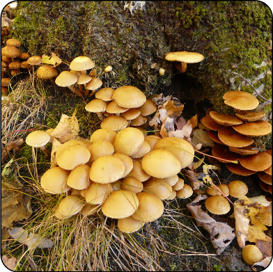 Pourridié-agaric ou armillaire de couleur miel