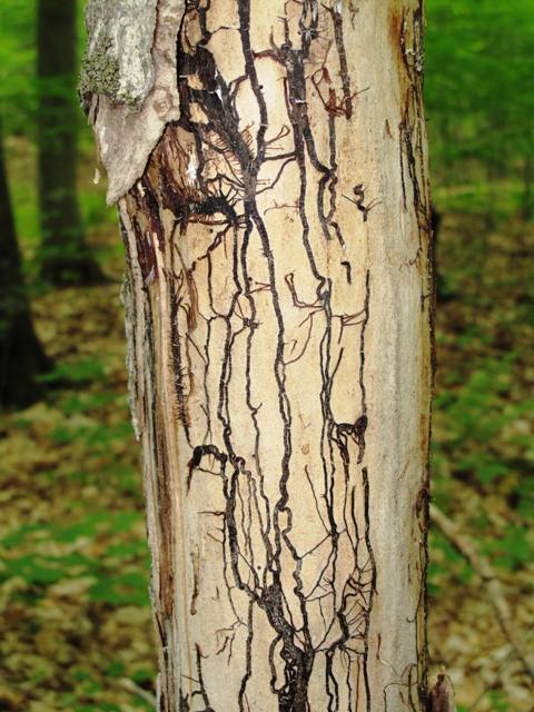Pourridié-agaric présentant des cordons de mycélium ressemblant à des lacets