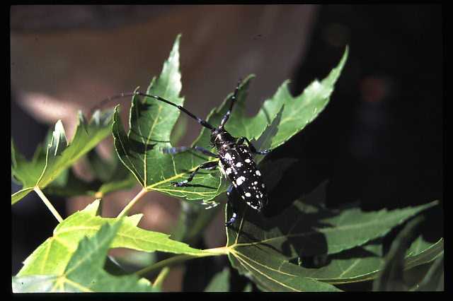 Adult Asian long-horned beetle. Note black and white antennae, black body with white markings, and bluish tinge on legs