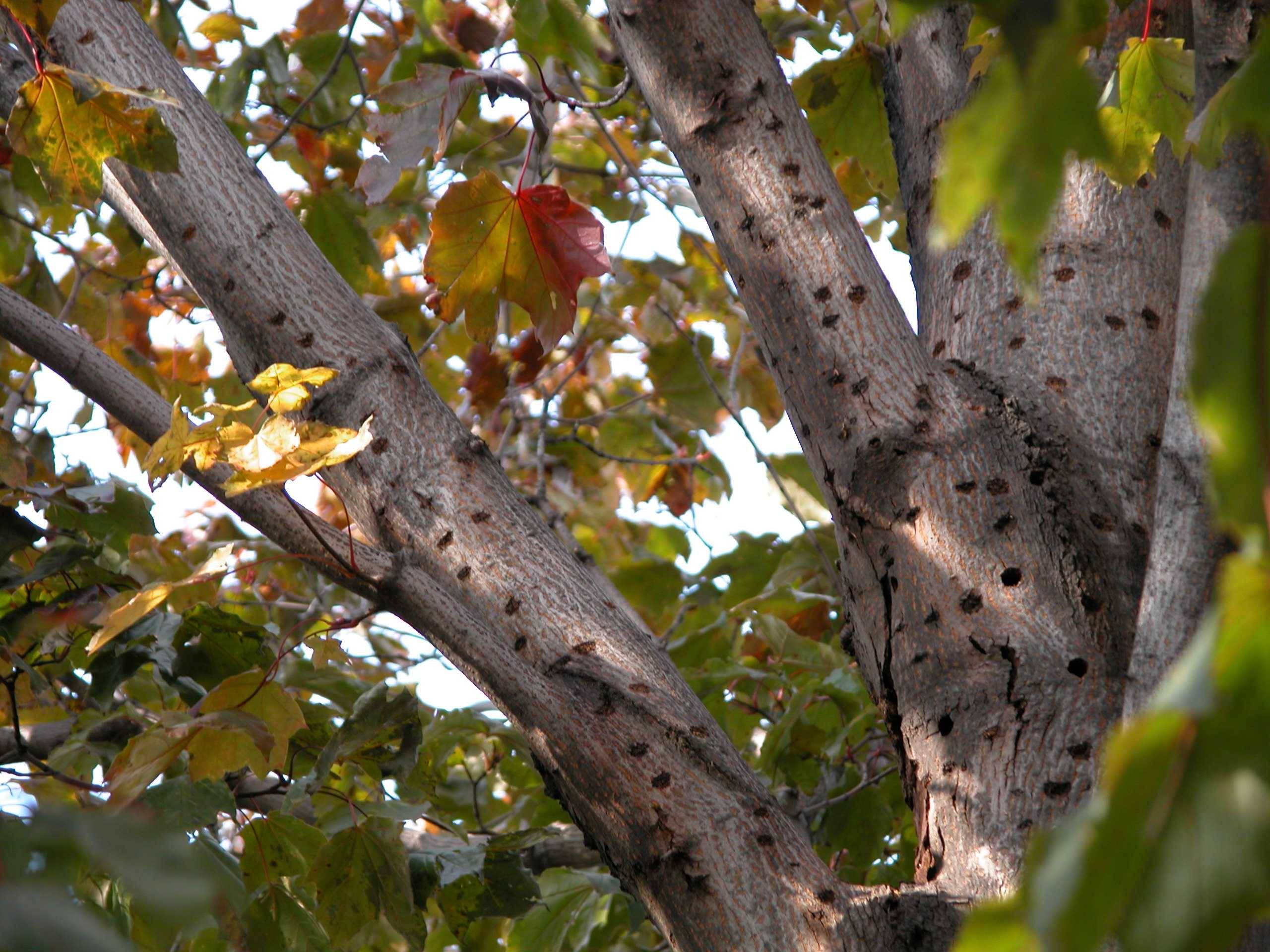 Asian long-horned beetle damage – egg-laying sites, round exit-holes, and sparse canopy