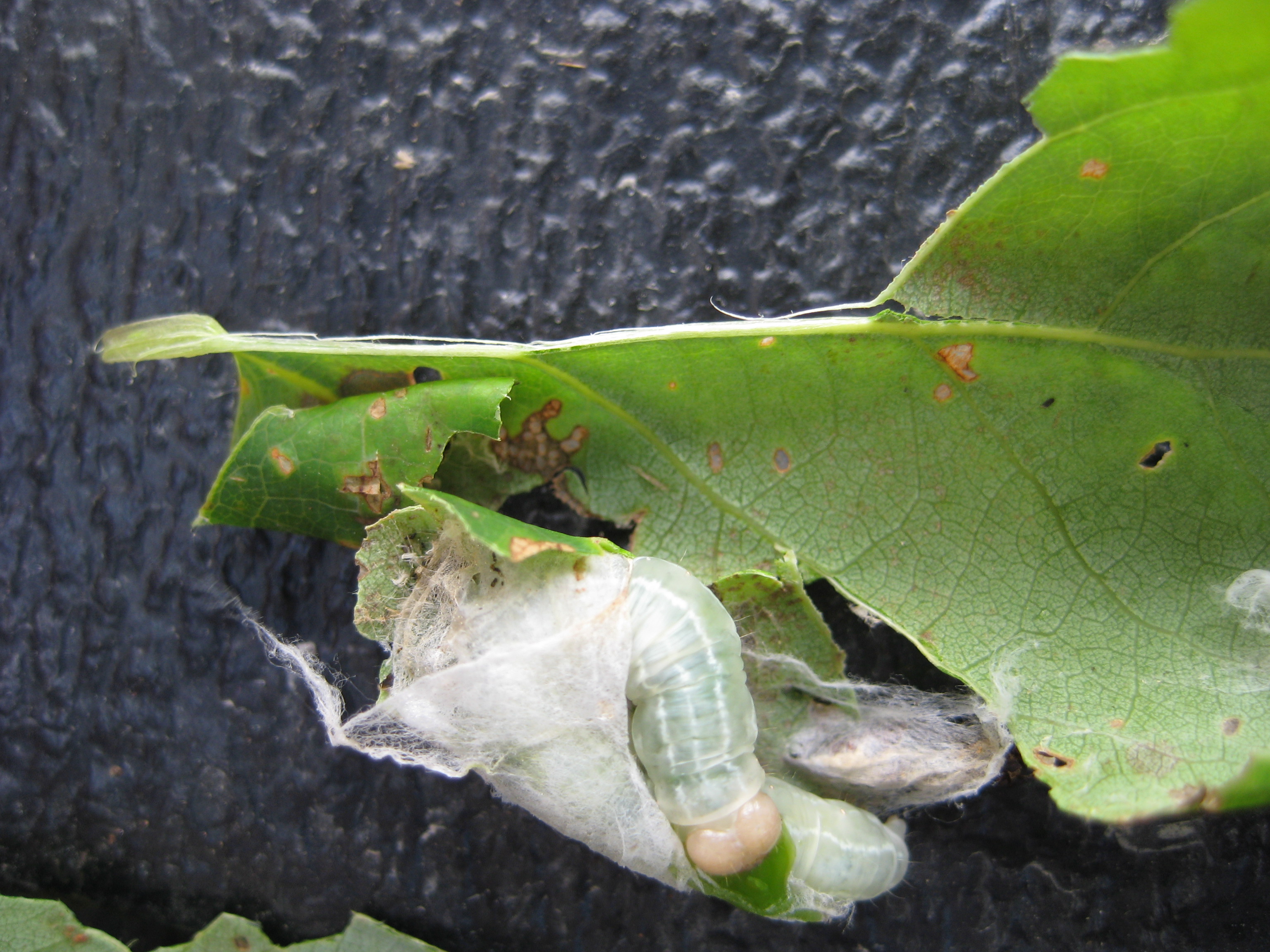 Aspen twoleaf tier larvae