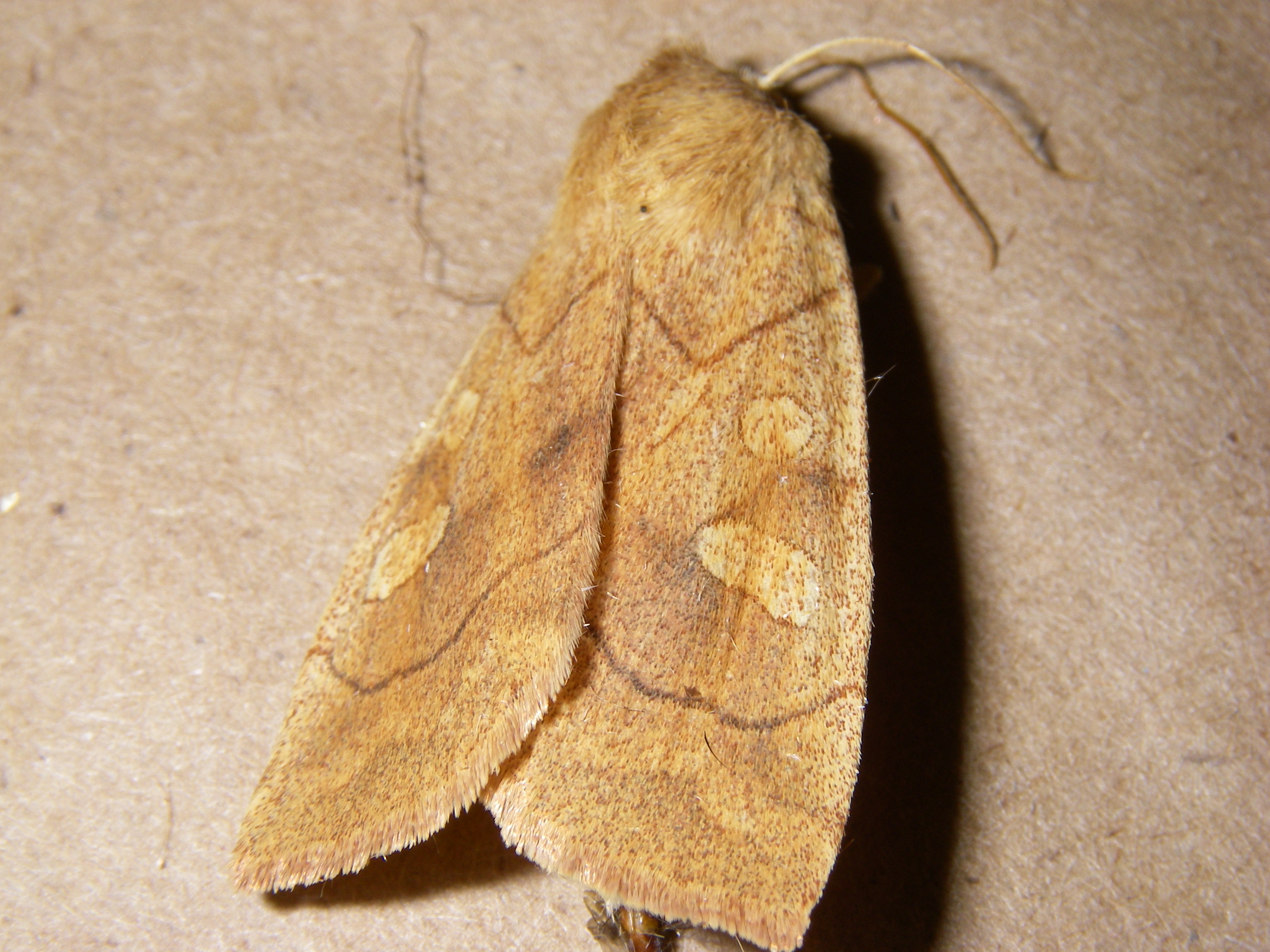 Noctuelle décolorée adulte