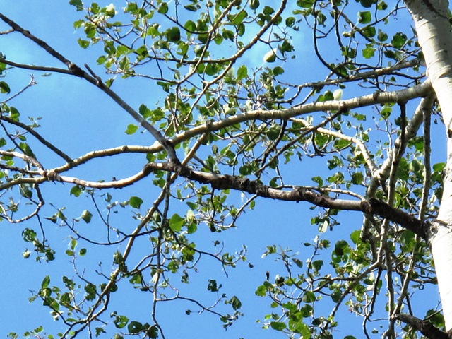 Aspen twoleaf tier damage to poplar foliage