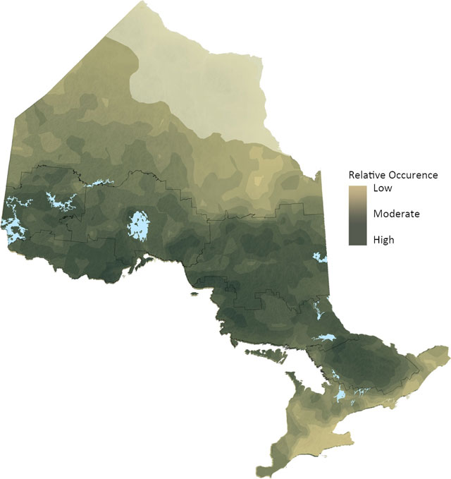 map of Balsam Fir distribution in Ontario indicating low (light brown), moderate and high (dark green-brown) levels of relative occurrence.