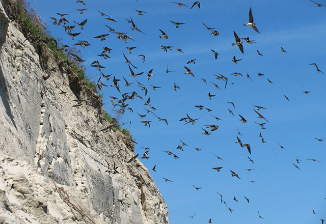 Photo of a colony of Bank Swallows flying near their burrows.