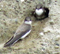 A photograph of Bank Swallow