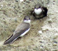 Une photo de l’hirondelle de riviage