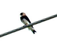 Bank Swallow