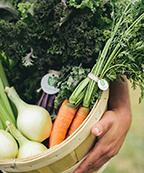 Hands holding a basket of kale, onions, and carrots