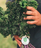 Hands holding a bunch of kale with Foodland Ontario tag