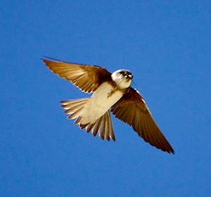 Picture of a Bank Swallow in flight.