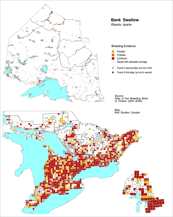 Map of Breeding Bird Atlas results for Bank Swallow in Ontario, comparing results from early 1980s to early 2000s. The map shows extensive confirmed breeding range in southern Ontario across both time periods, interspersed with numerous areas where the Bank Swallow was recorded in the 1980s but not 2000s. Northern Ontario has few records in either time period.