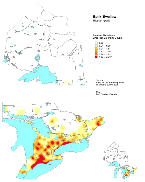 Map of Bank Swallow relative abundance in Ontario. Regions of high Bank Swallow density include the north shores of Lake Erie and Lake Ontario, and several other areas in southwestern and far-eastern Ontario