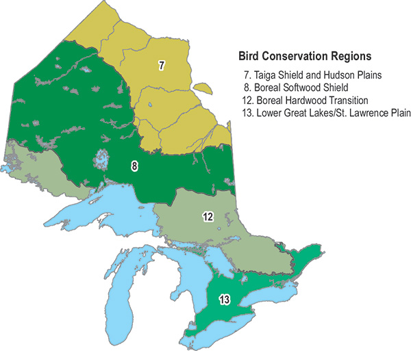 Map of Ontario showing its four bird conservation regions. From north to south, the regions are as follows. Region 7 is the Taiga Shield and Hudson Plains. Region 8 is the Boreal Softwood Shield. Region 12 is the Boreal Hardwood Transition. Region 13 is the Lower Great Lakes and St. Lawrence Plain, covering the southern Ontario region with most of the known population of Bank Swallows in Ontario.